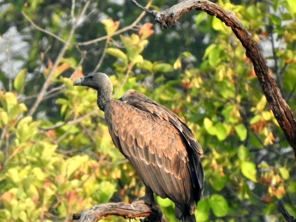 Indian Vulture - ML619721886