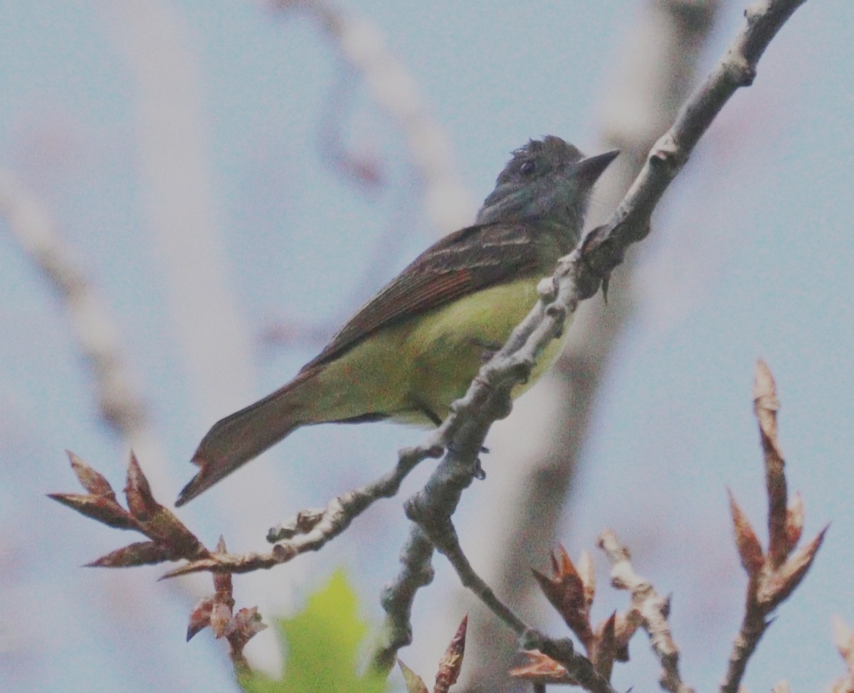 Great Crested Flycatcher - ML619721893