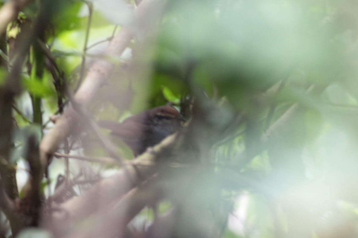 Gray-sided Bush Warbler - ML619721894