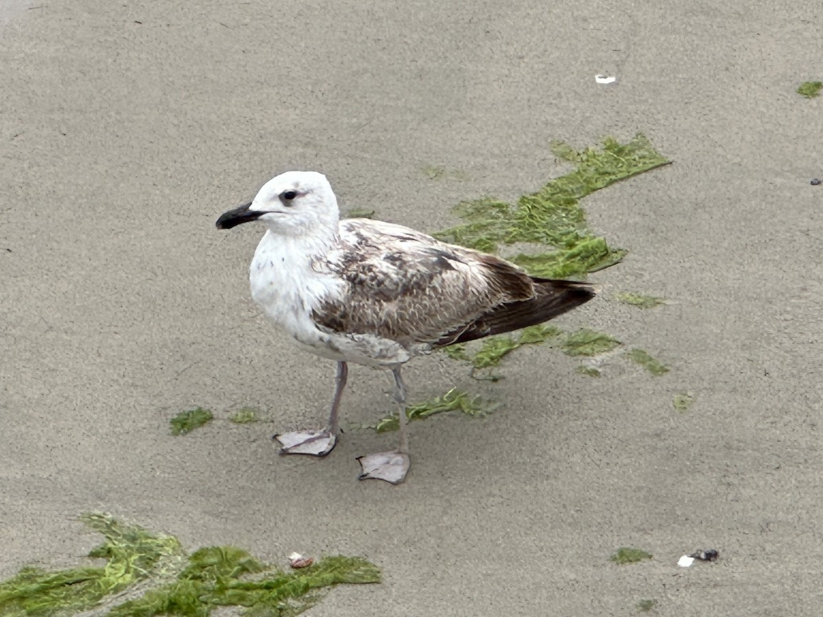 Yellow-legged/Lesser Black-backed Gull - ML619721984