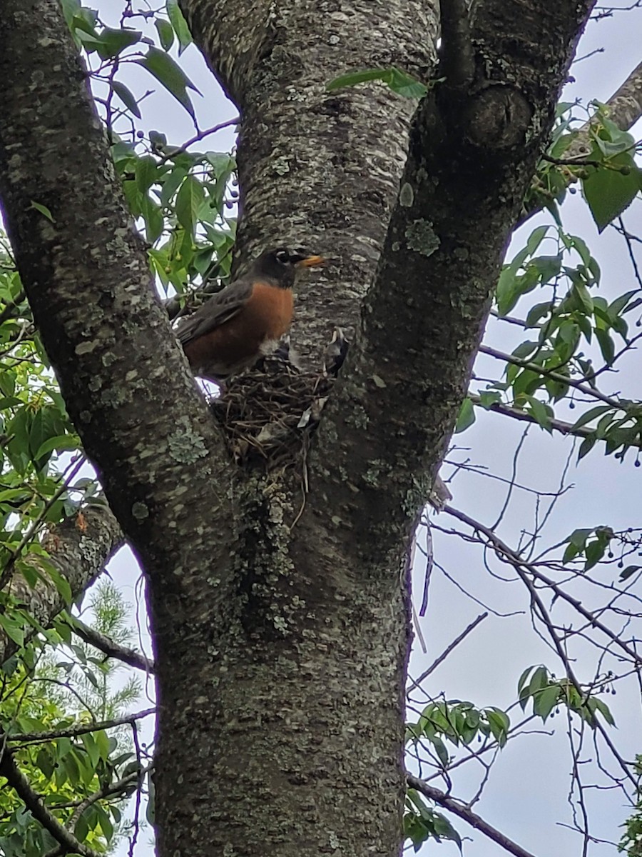 American Robin - ML619721985