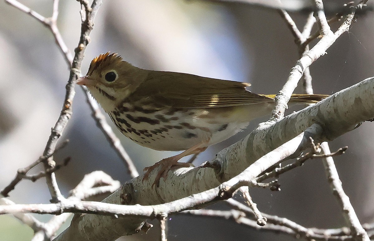 Ovenbird - ML619722035