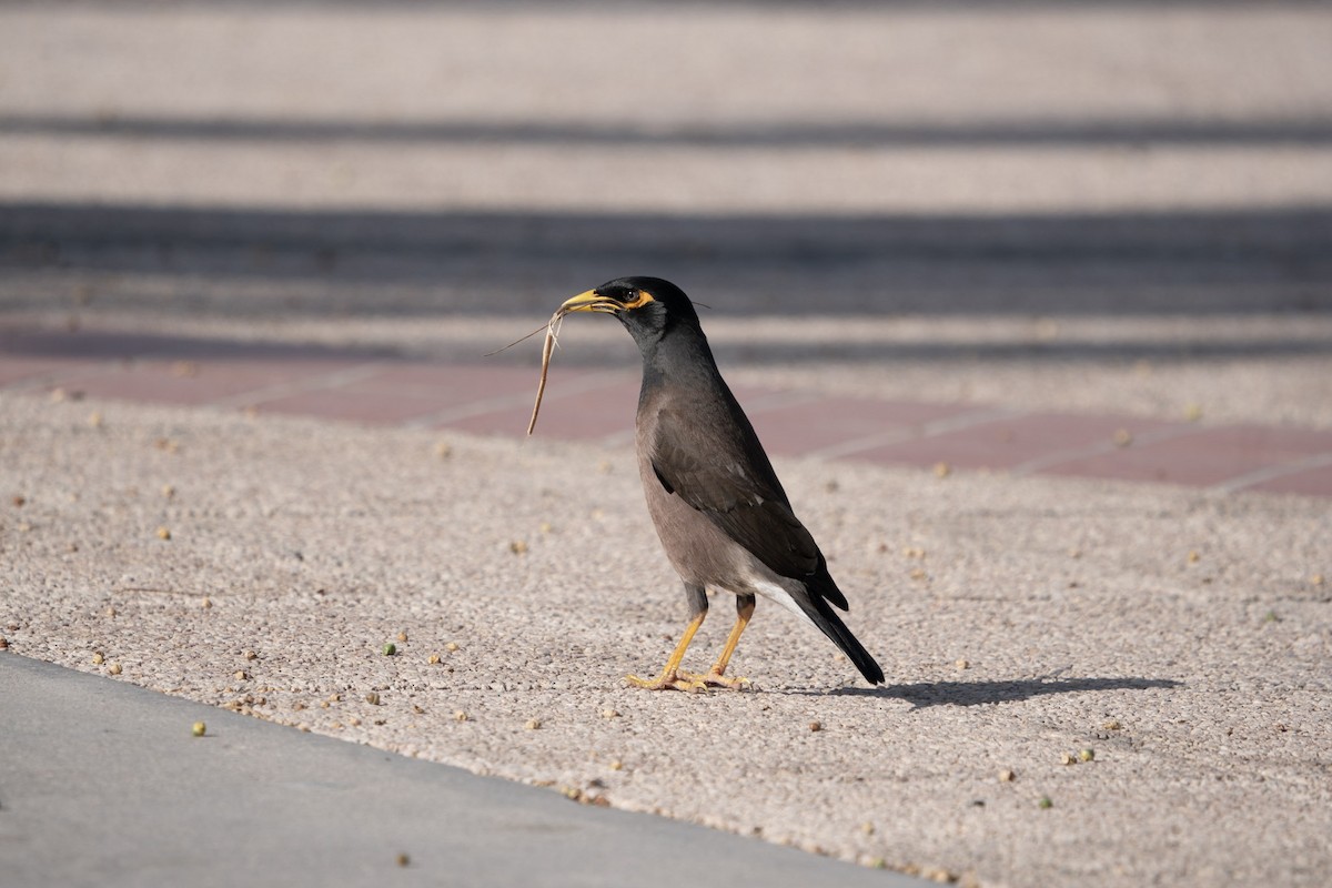 Common Myna - ML619722045