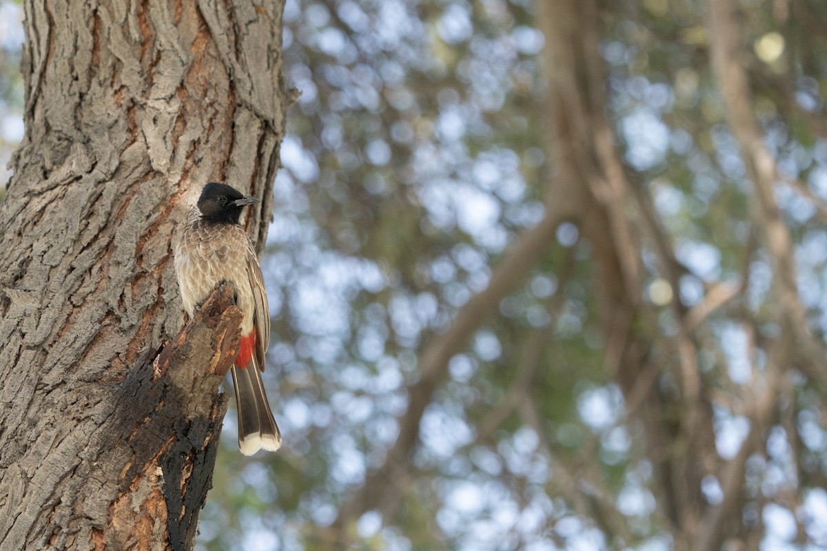 Red-vented Bulbul - ML619722062