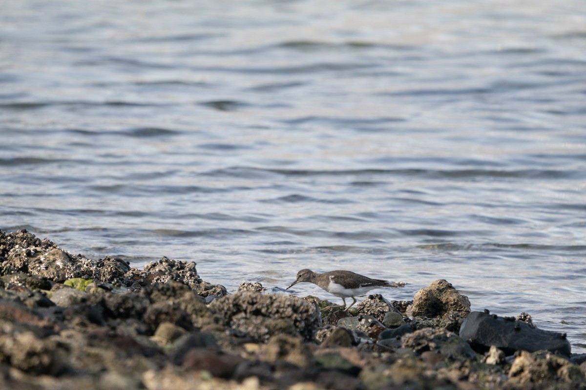 Common Sandpiper - ML619722080