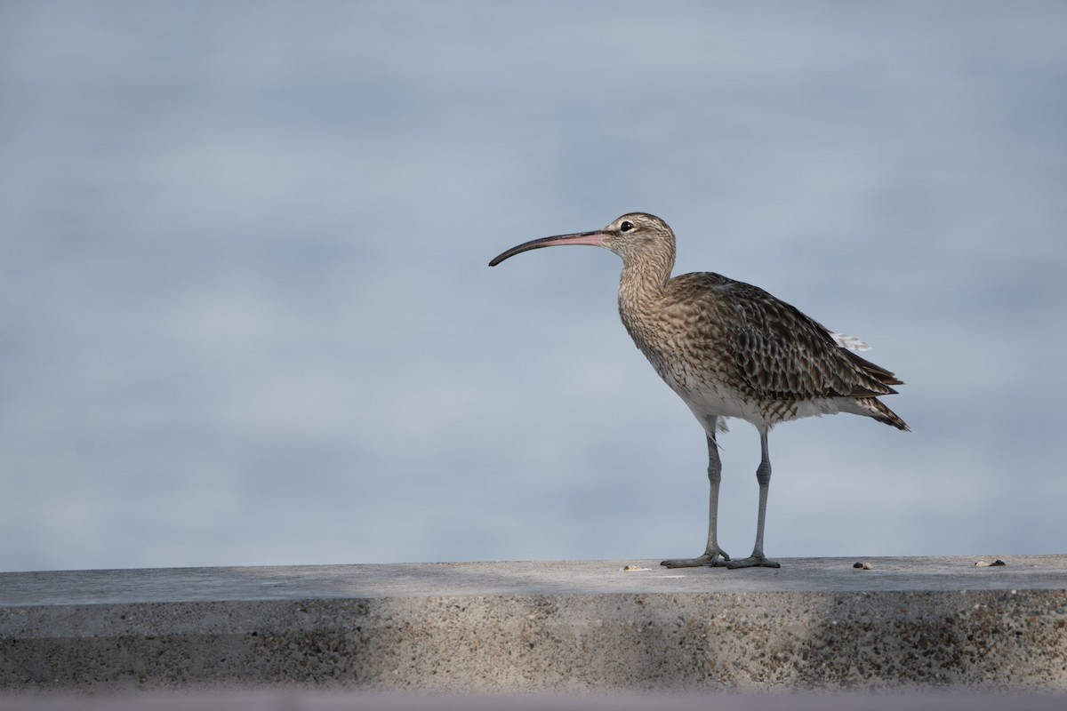 Regenbrachvogel - ML619722082