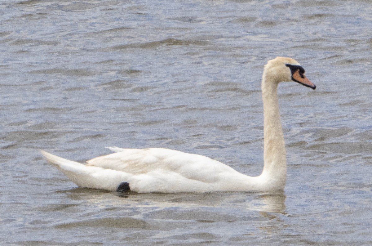 Mute Swan - ML619722085