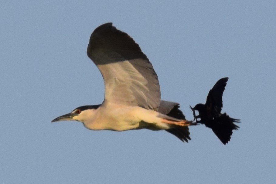 Black-crowned Night Heron - ML619722088