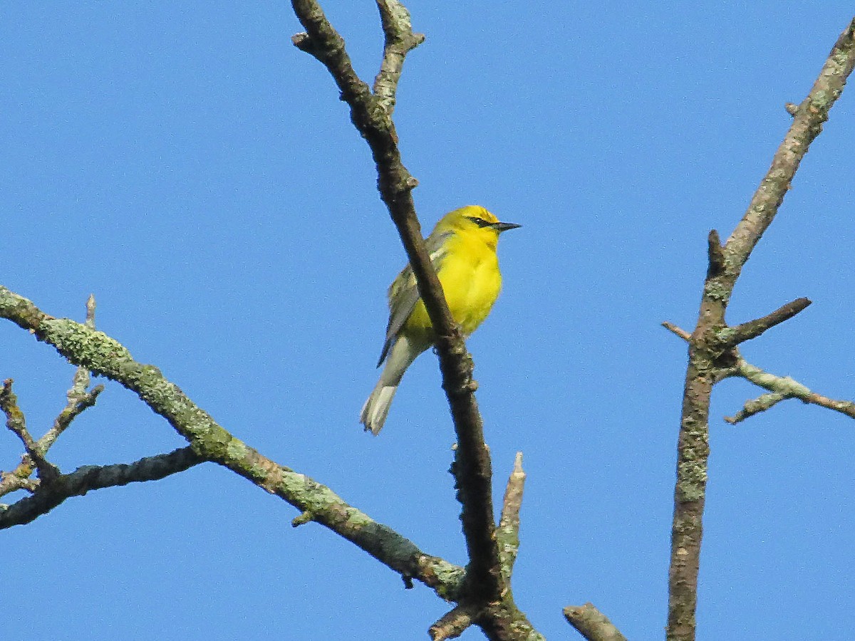 Blue-winged Warbler - ML619722116