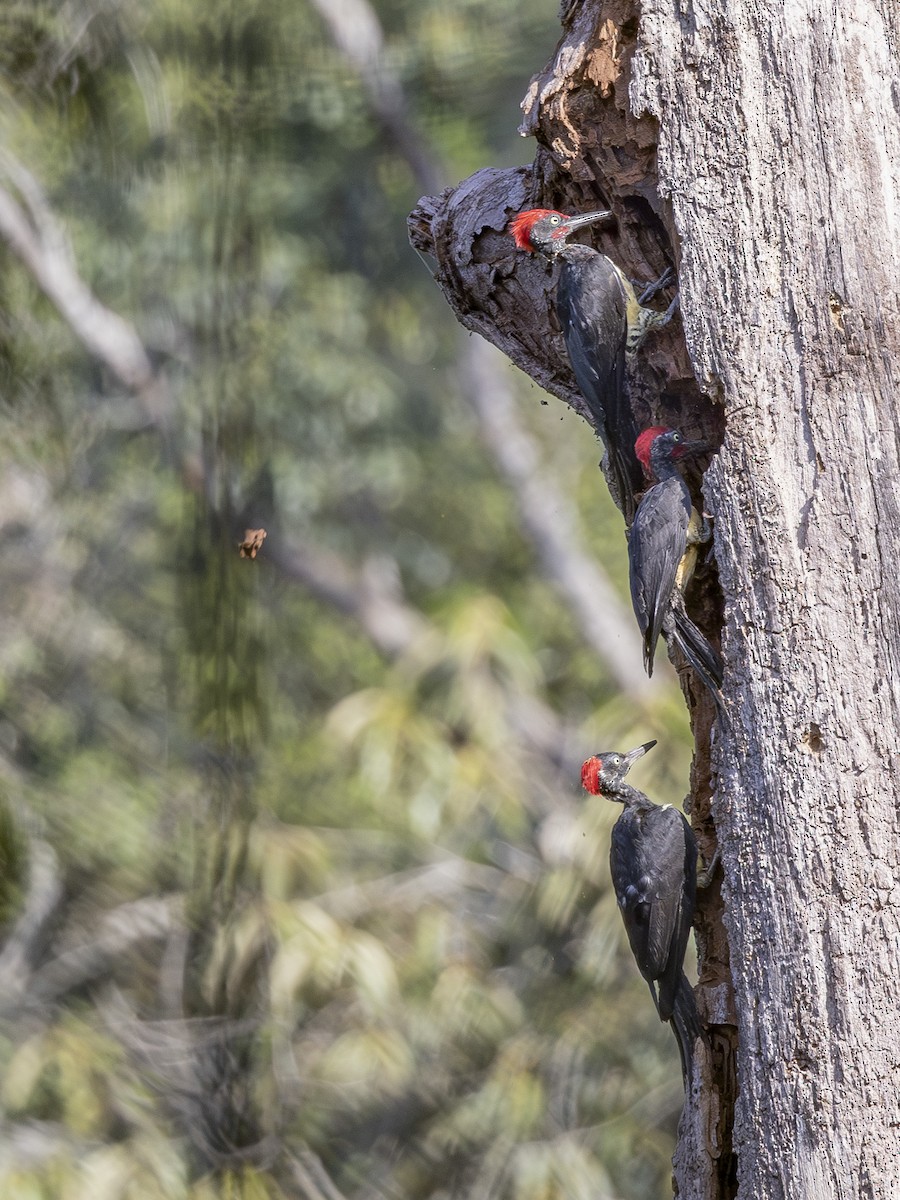 White-bellied Woodpecker - ML619722125