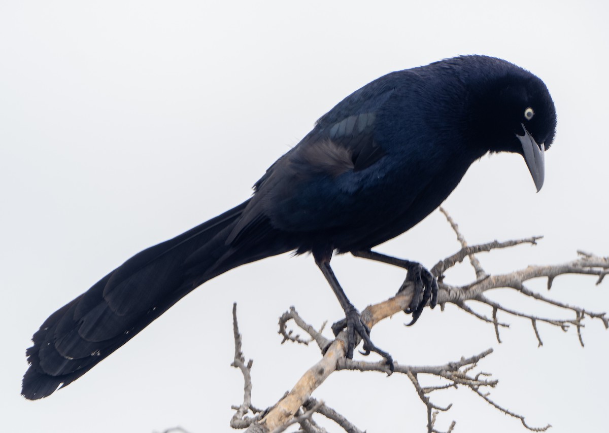 Great-tailed Grackle - ML619722134