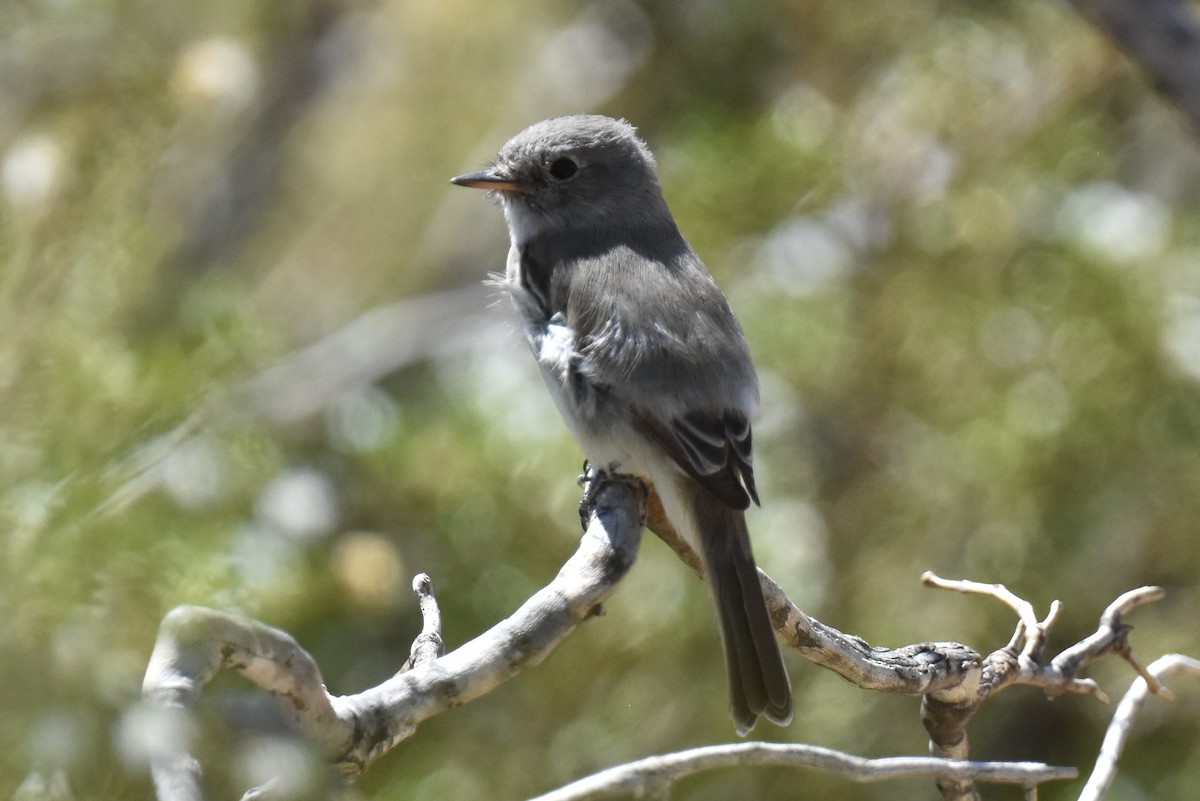 Gray Flycatcher - ML619722152