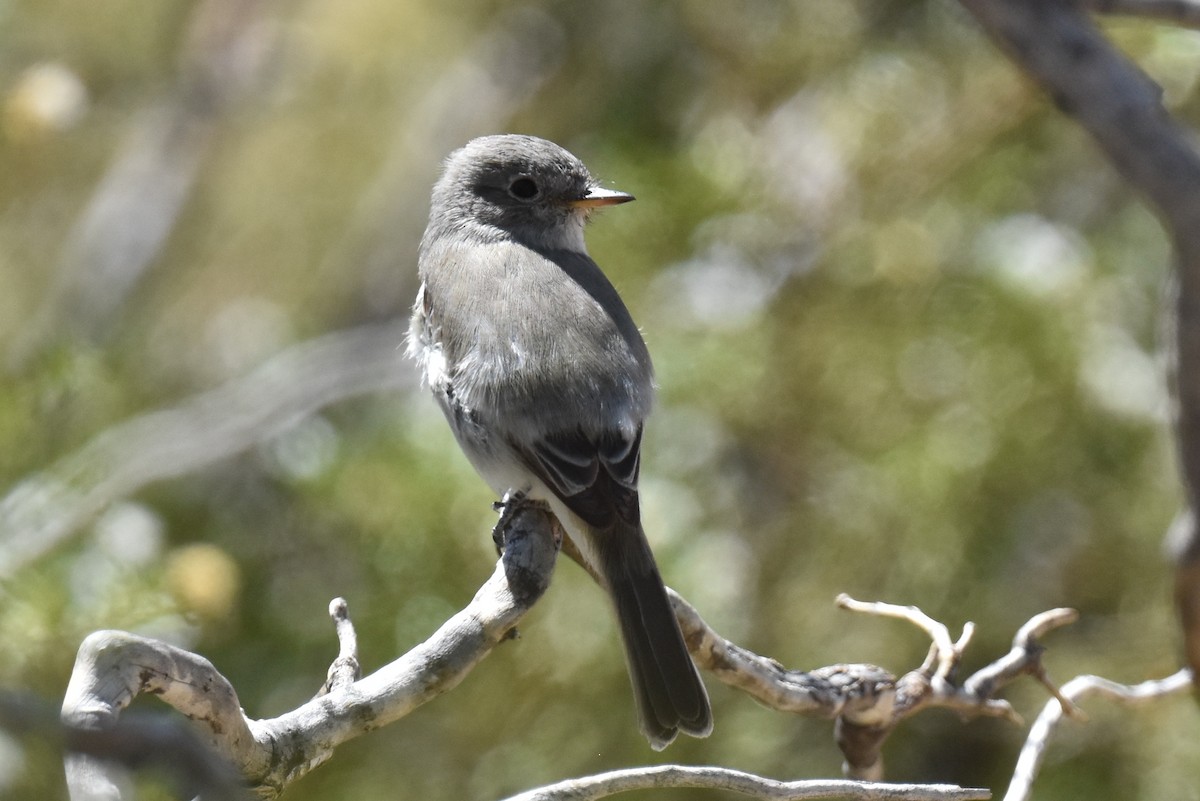 Gray Flycatcher - ML619722153