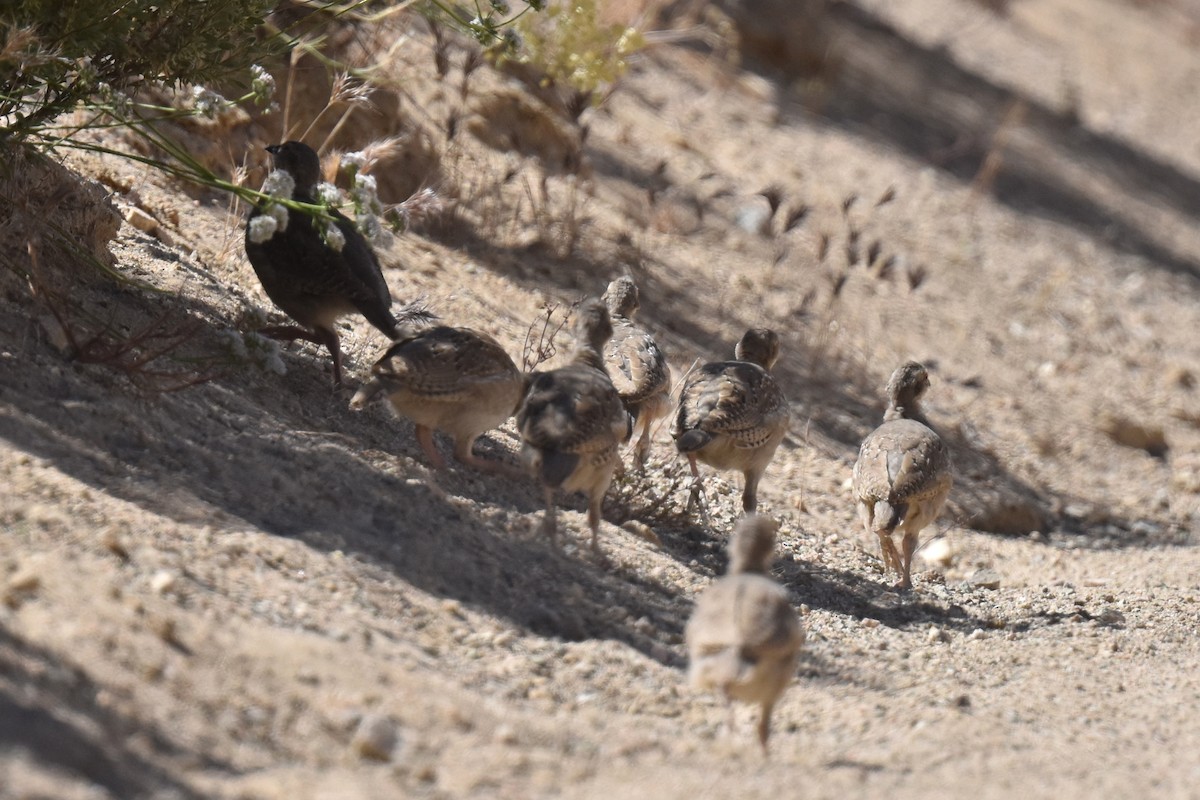 Chukar - ML619722167