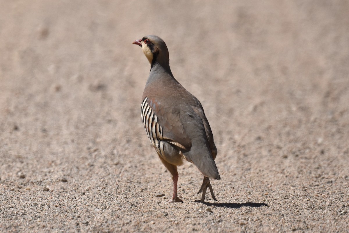 Chukar - ML619722168