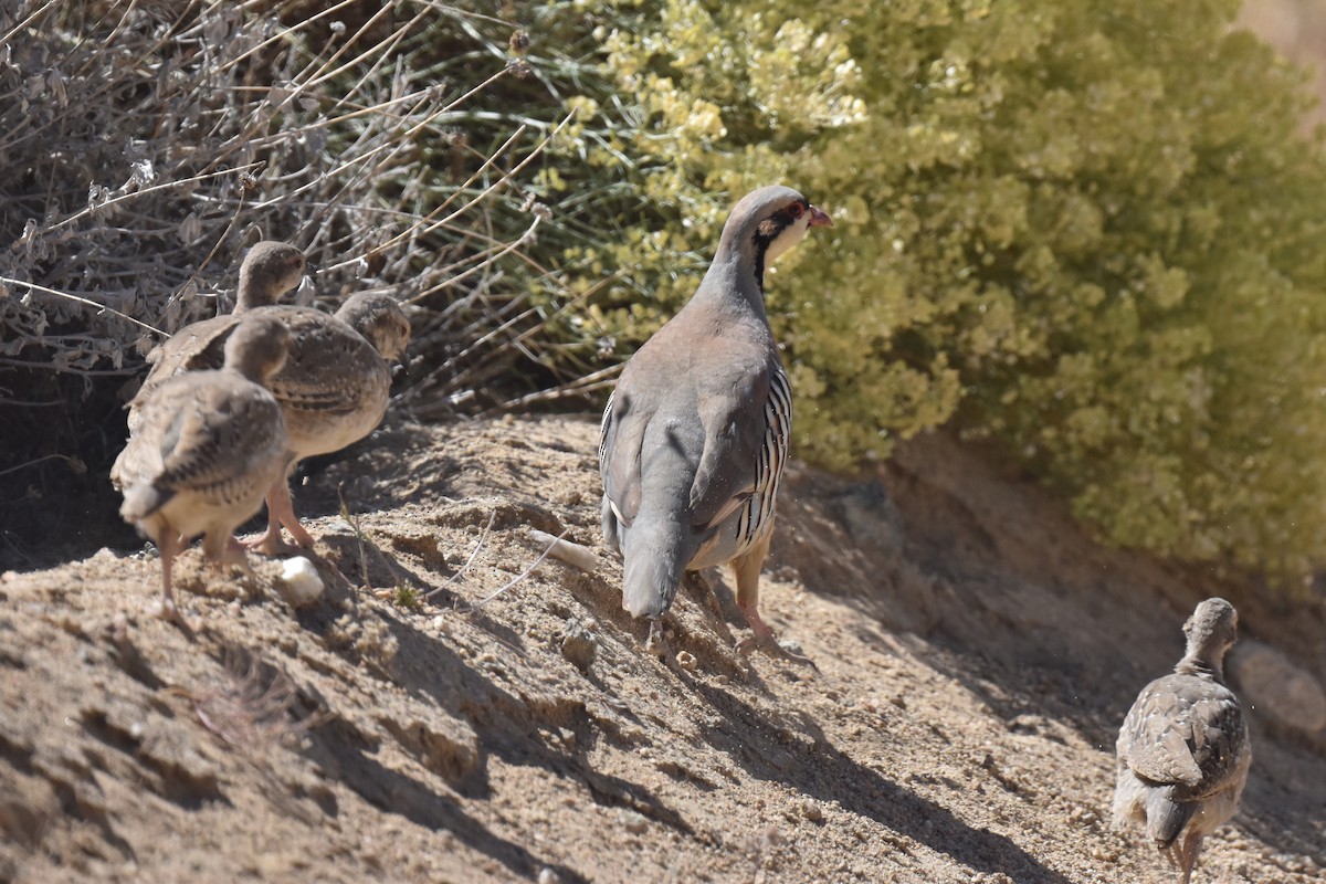 Chukar - ML619722169