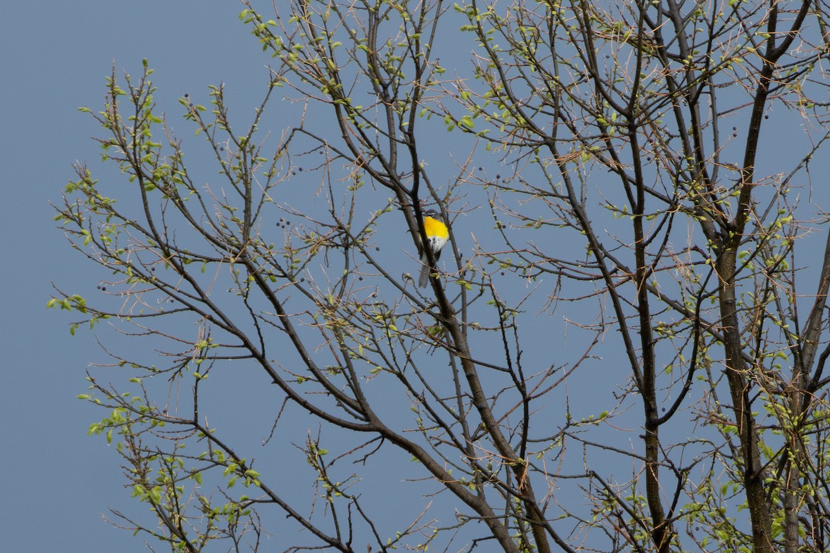 Yellow-breasted Chat - ML619722172