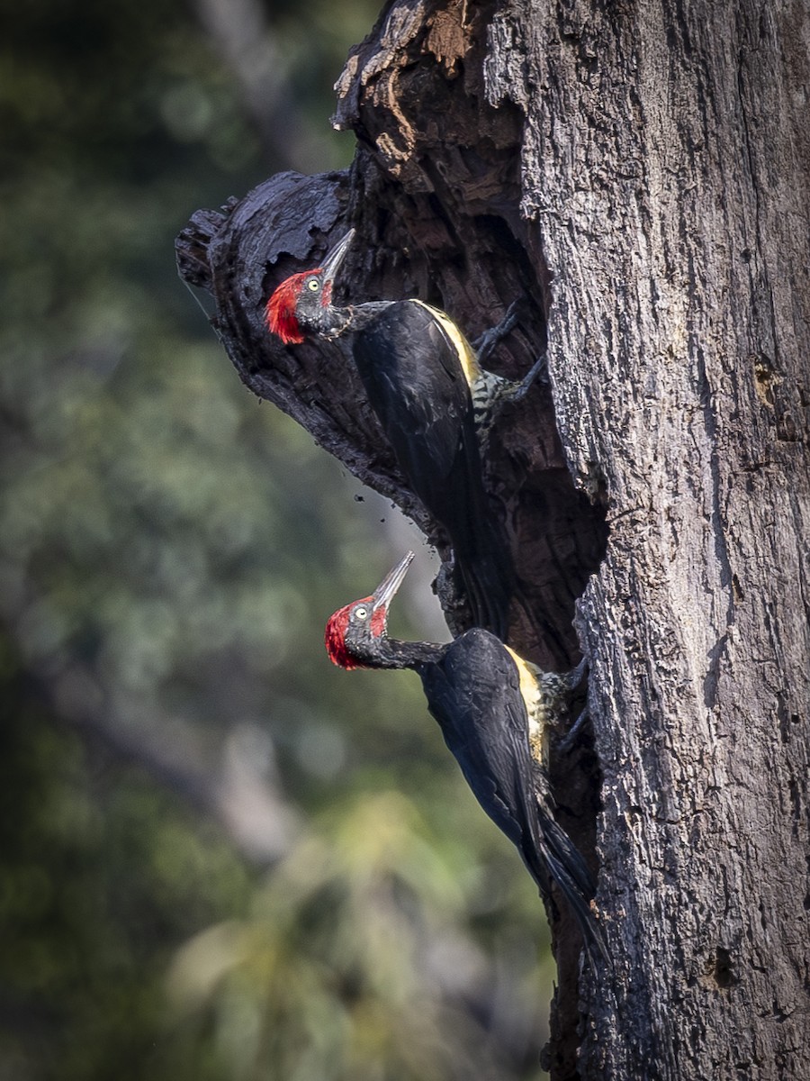 White-bellied Woodpecker - ML619722175
