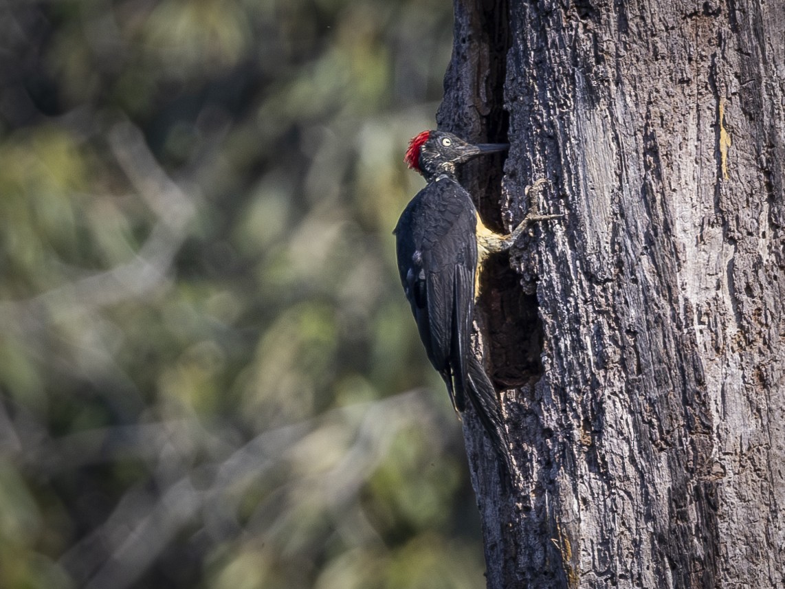 White-bellied Woodpecker - ML619722188