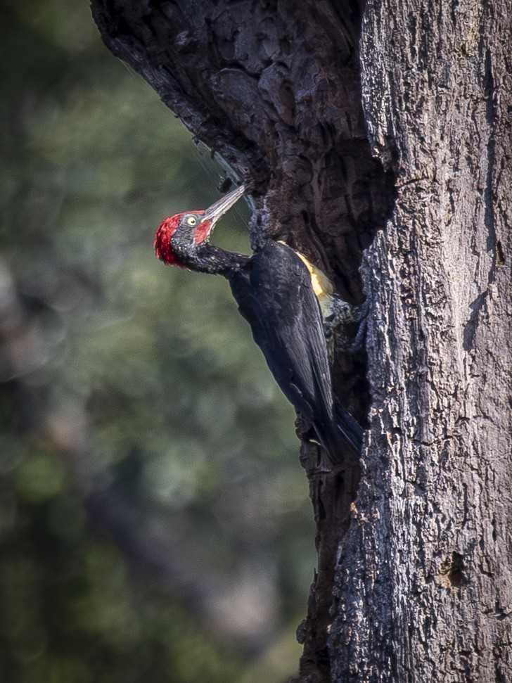 White-bellied Woodpecker - ML619722191