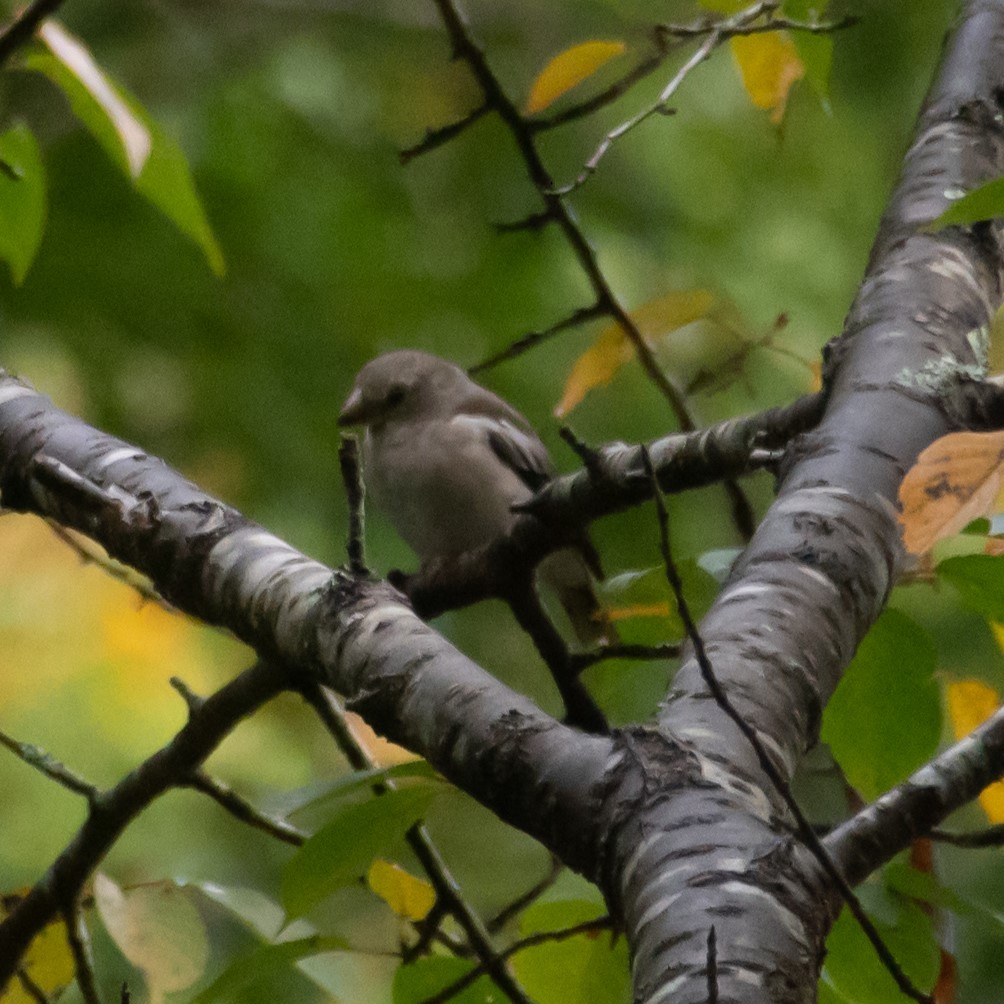 Oriental Greenfinch - ML619722197