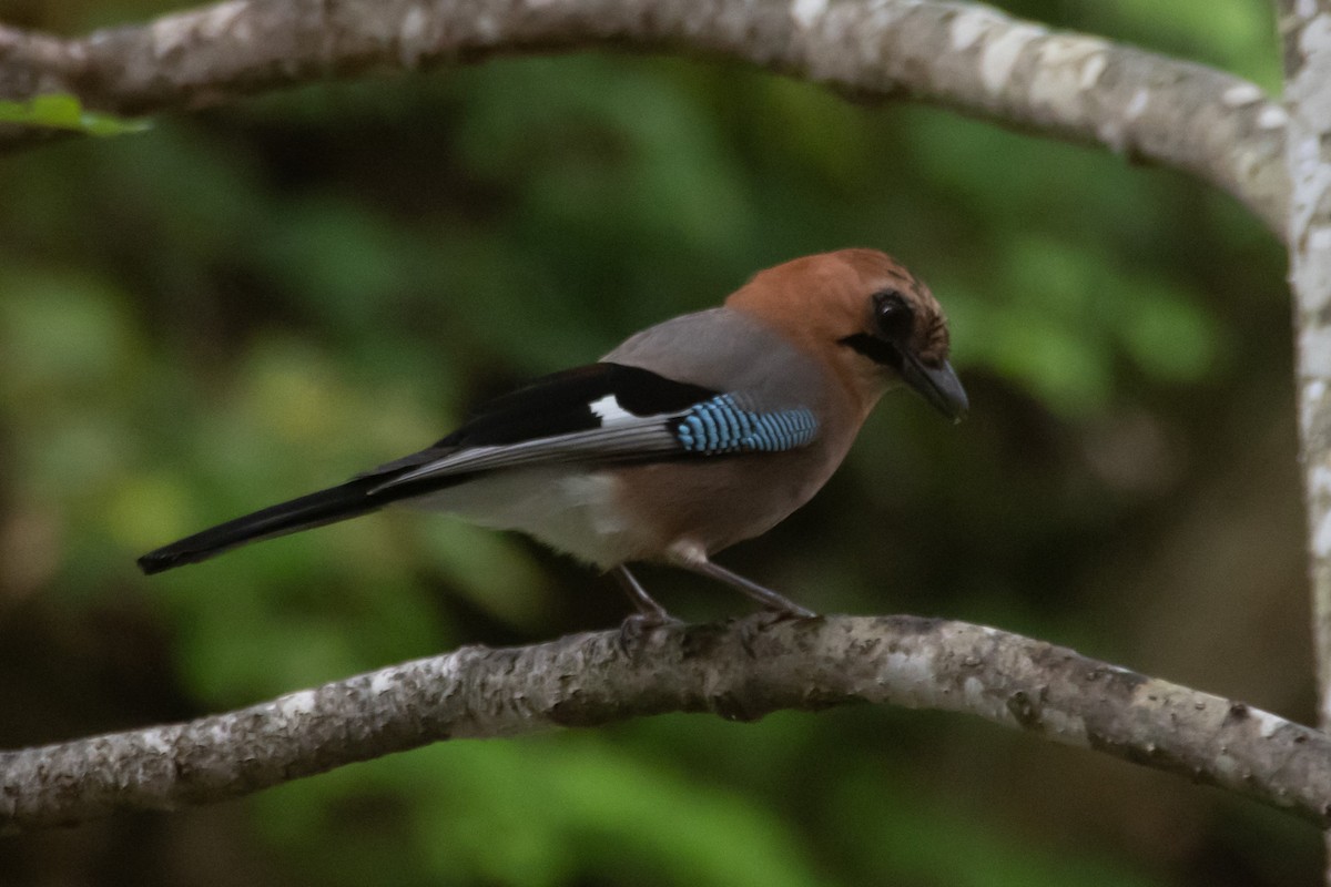 Eurasian Jay - ML619722209