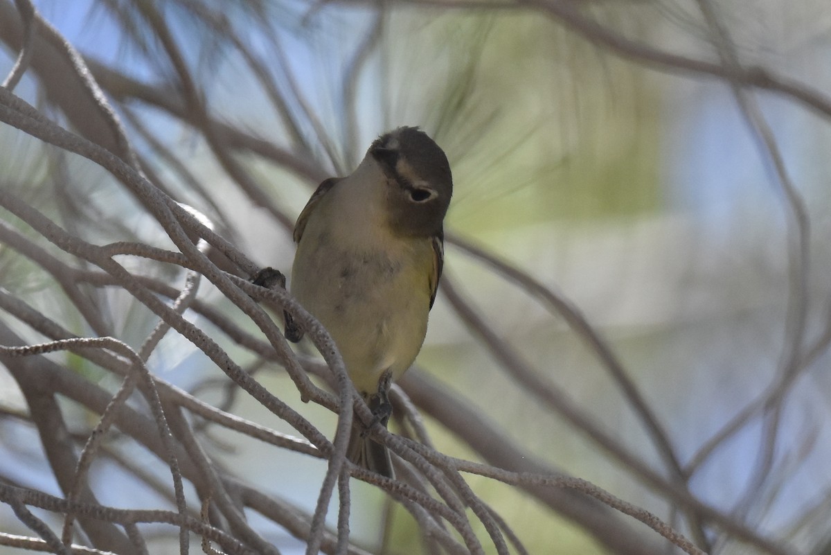 Cassin's Vireo - Naresh Satyan