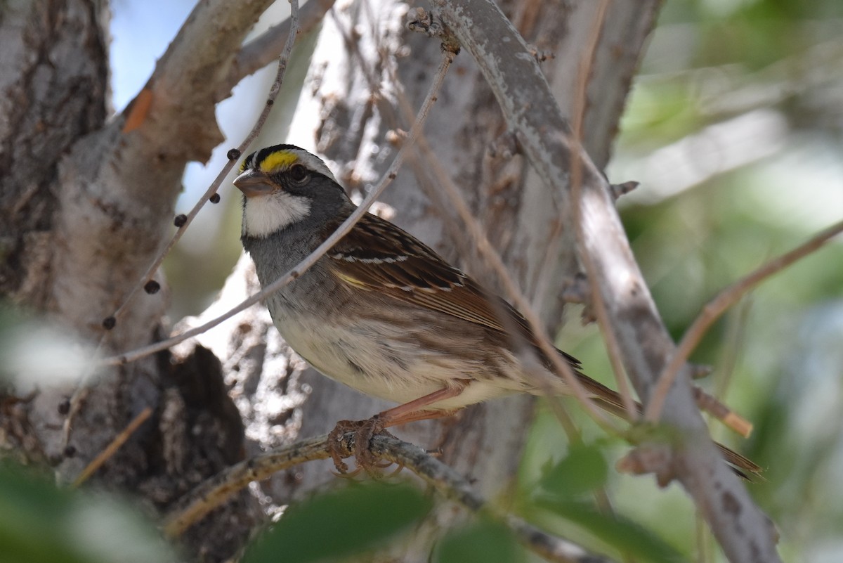 White-throated Sparrow - ML619722222