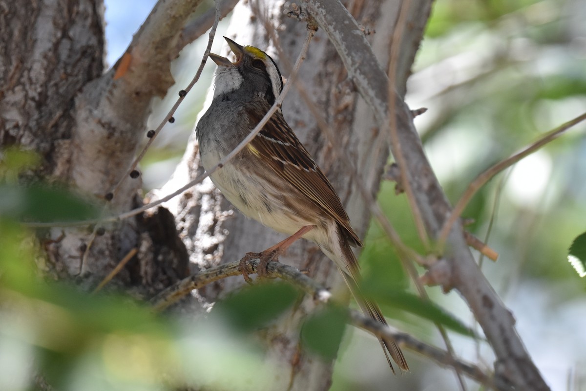 White-throated Sparrow - ML619722223