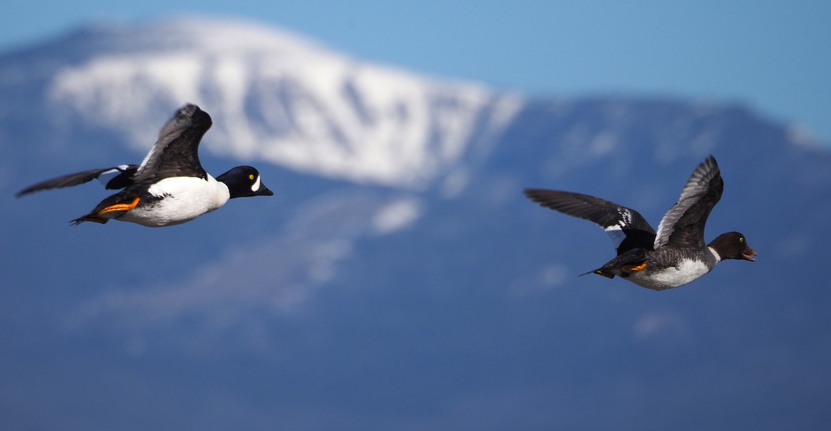 Barrow's Goldeneye - ML619722225