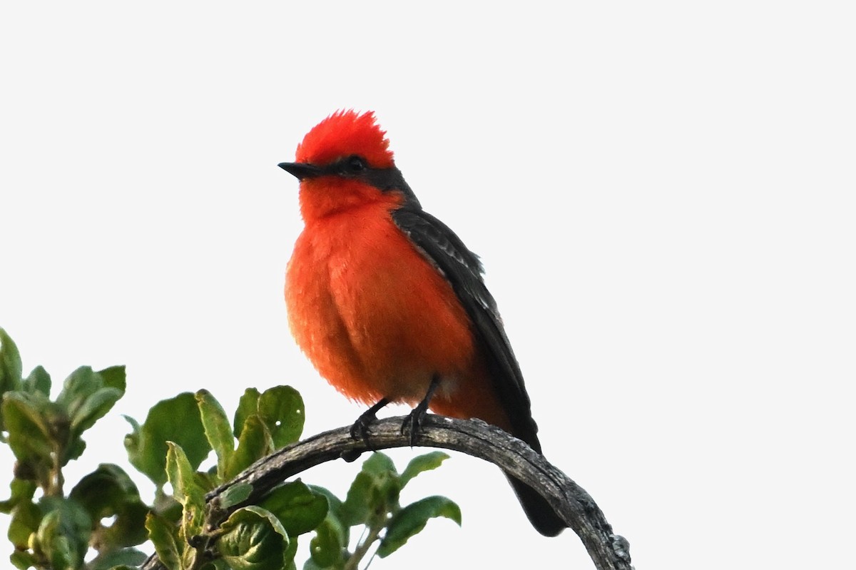 Vermilion Flycatcher - ML619722234