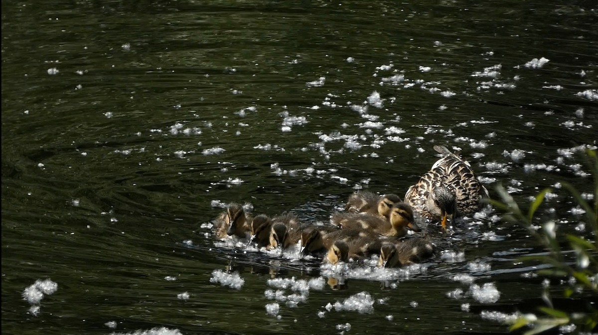 Mallard - ML619722237