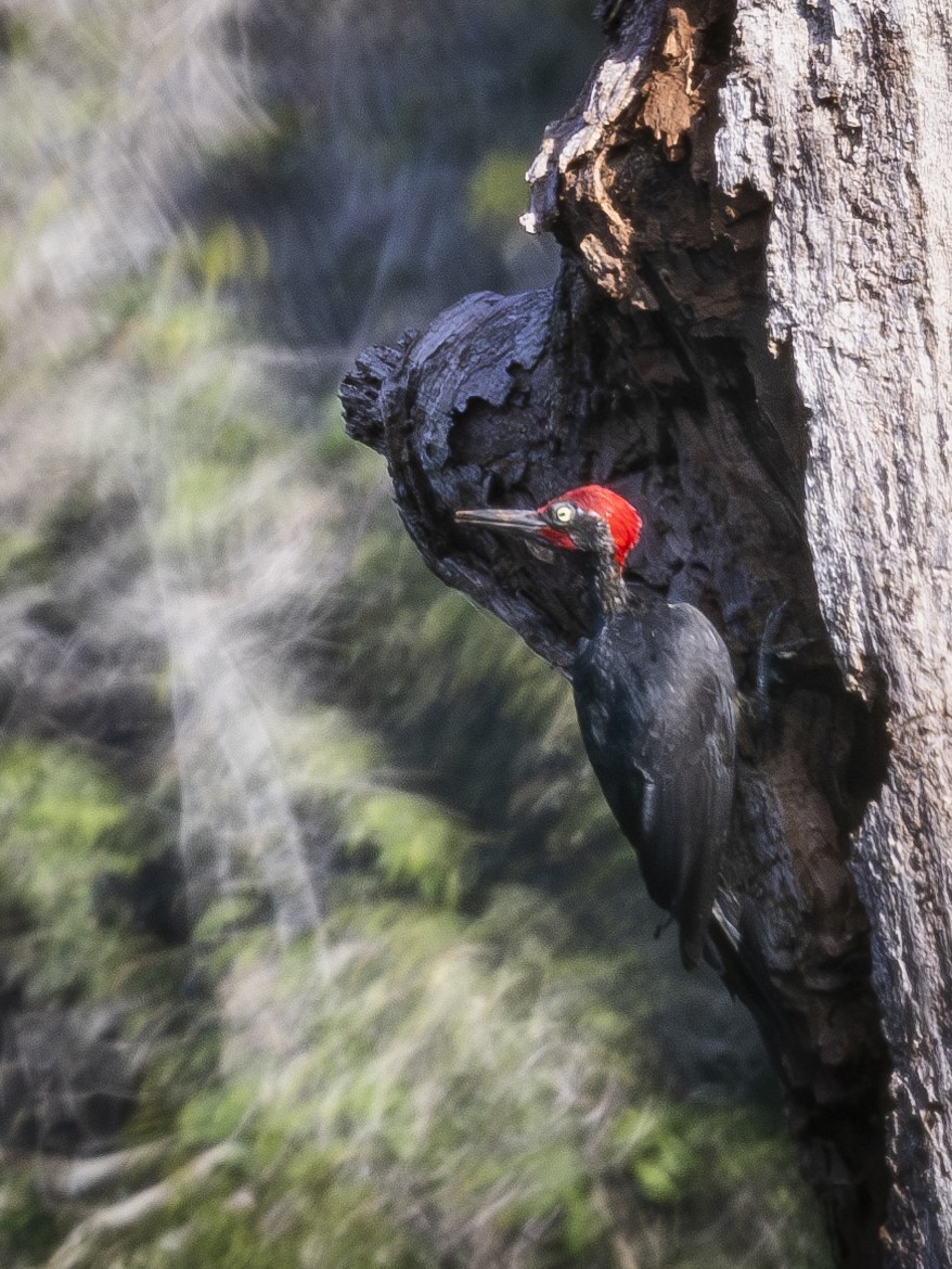 White-bellied Woodpecker - ML619722241