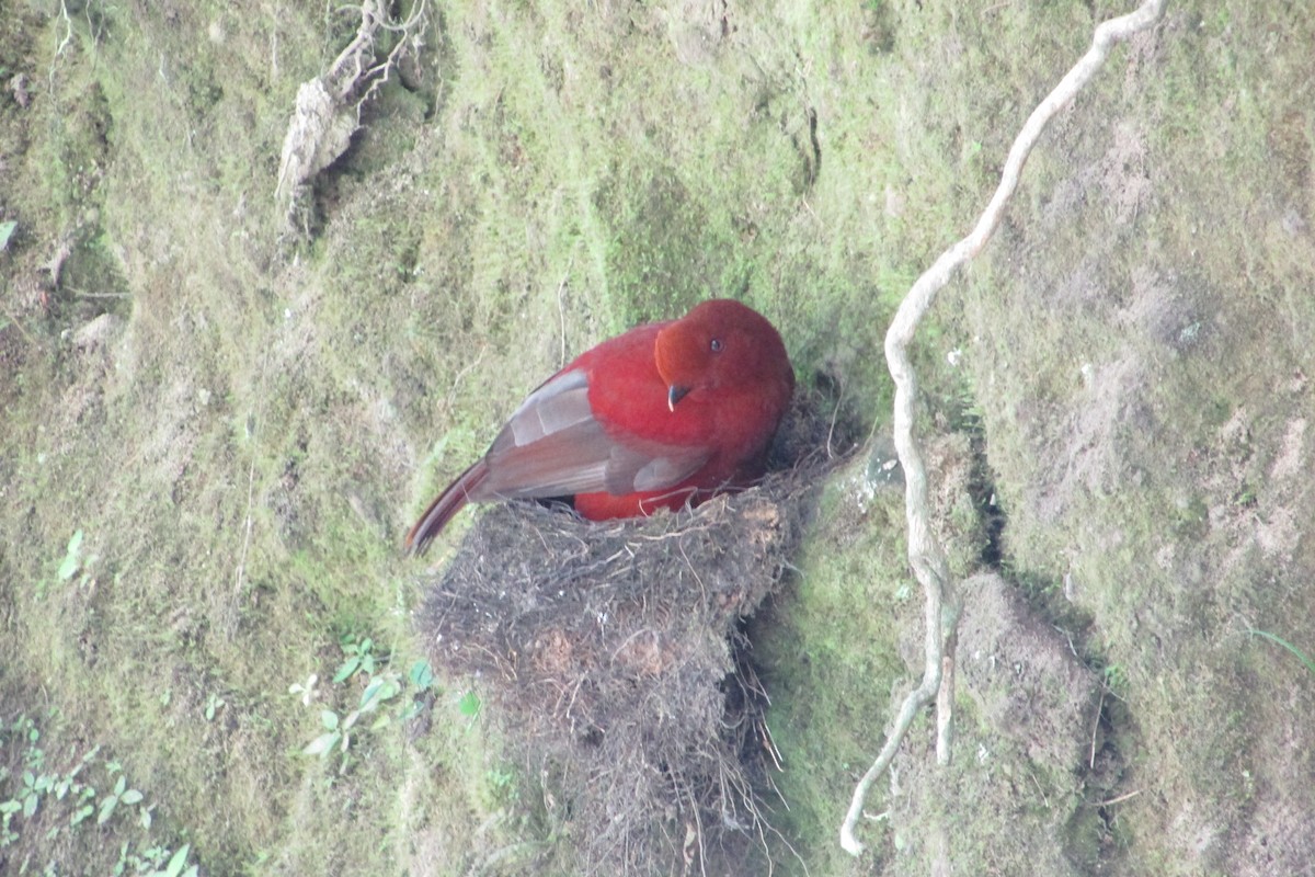 Coq-de-roche péruvien - ML619722246