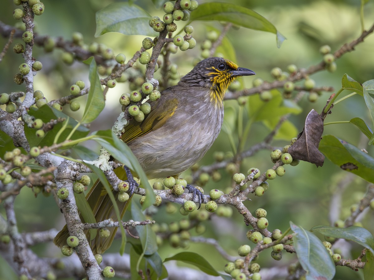 Stripe-throated Bulbul - ML619722282