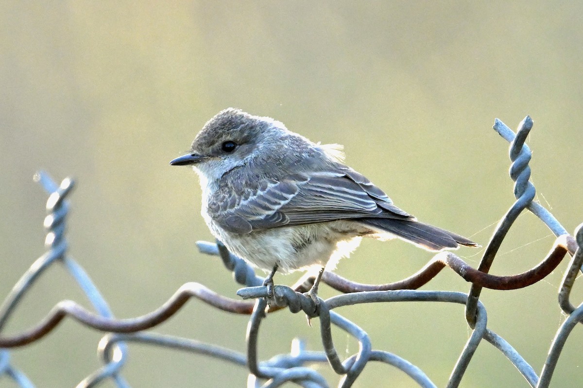 Vermilion Flycatcher - ML619722309