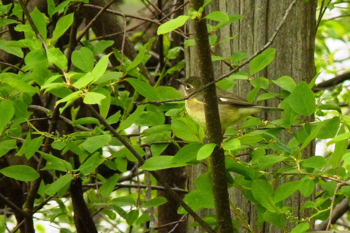 Black-throated Blue Warbler - ML619722345