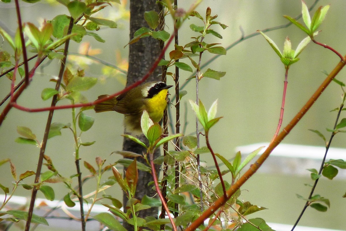 Common Yellowthroat - ML619722350