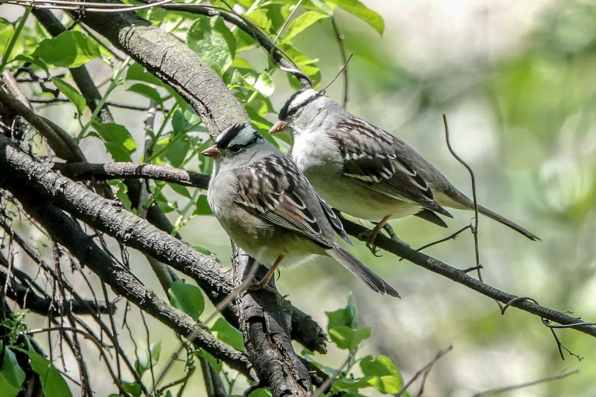 White-crowned Sparrow - ML619722357