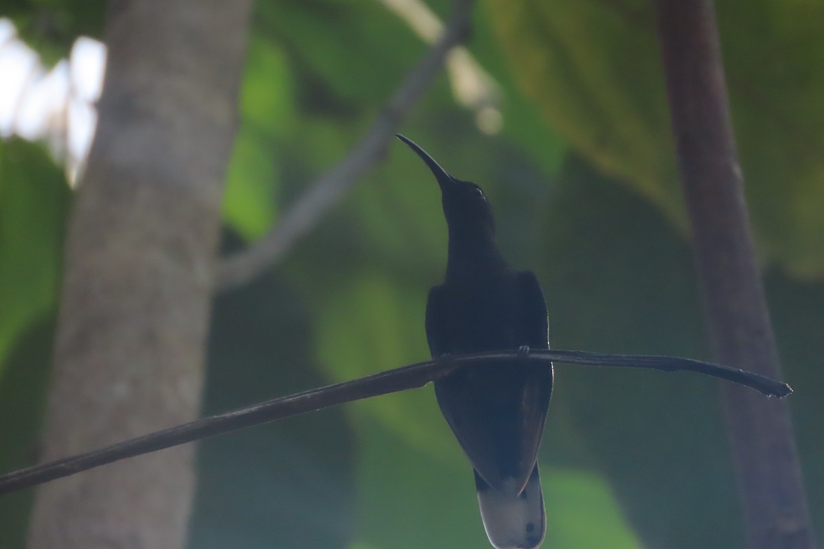 kolibřík fialkový - ML619722359