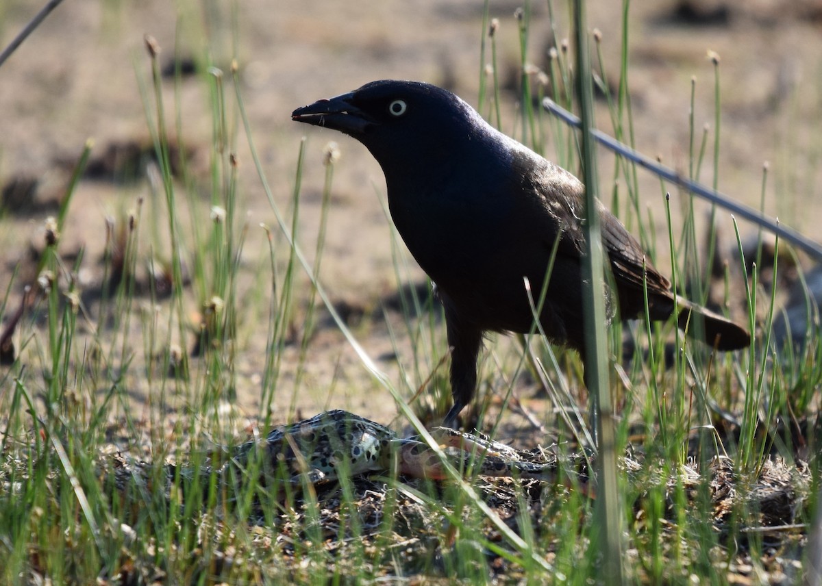 Common Grackle - ML619722398