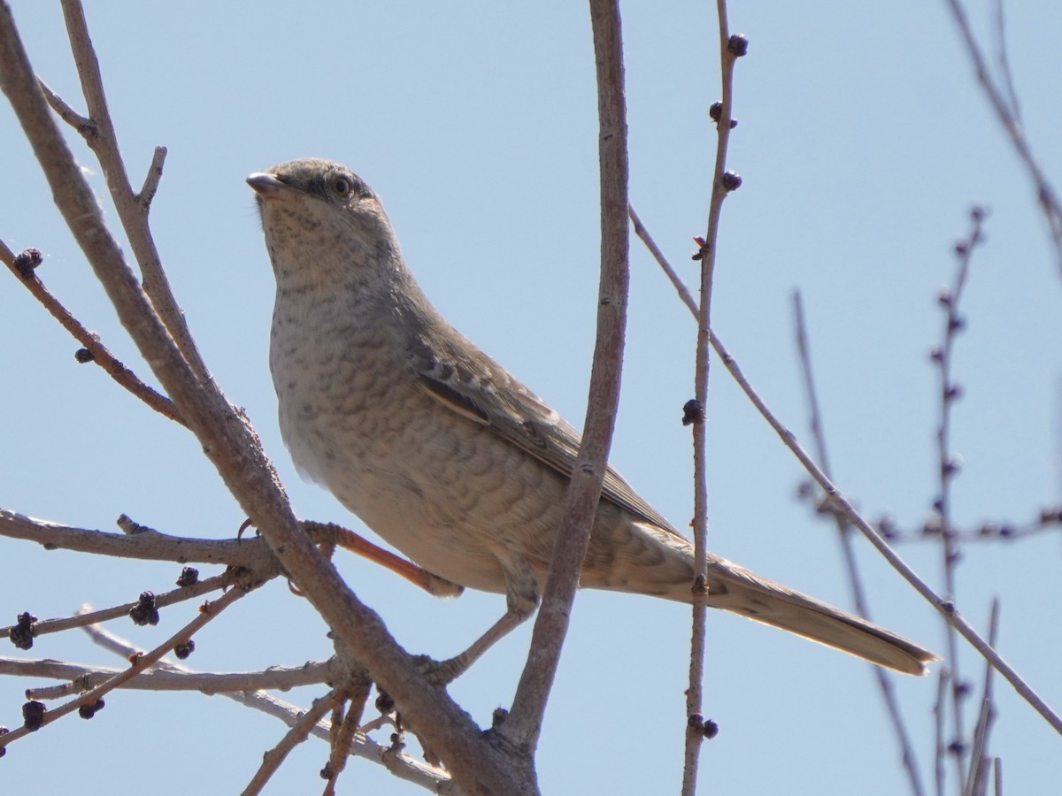 Barred Warbler - ML619722410