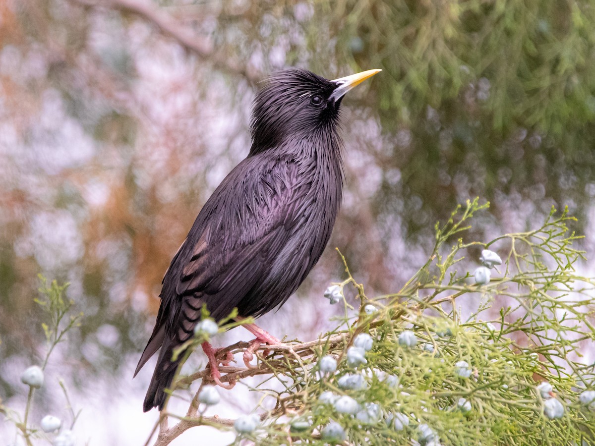 Spotless Starling - ML619722414