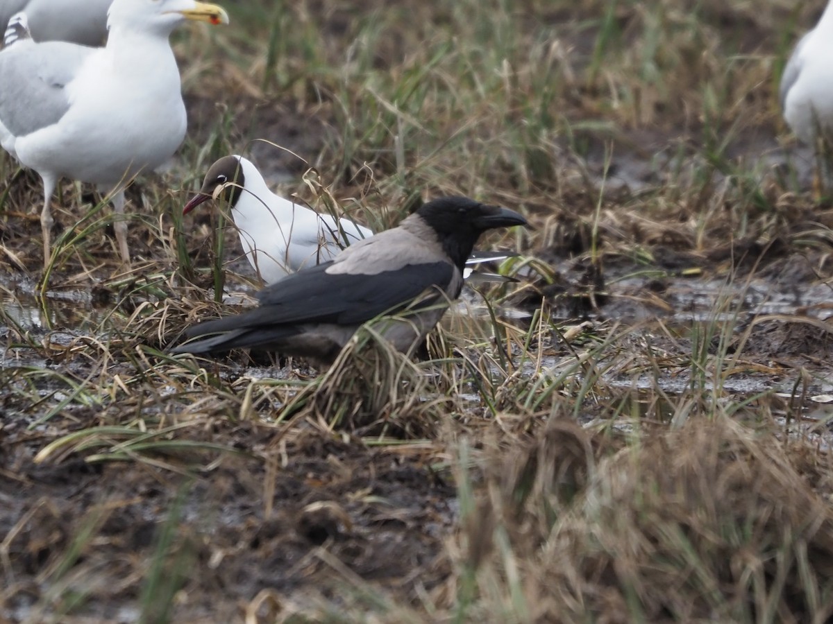 Hooded Crow (Hooded) - ML619722426