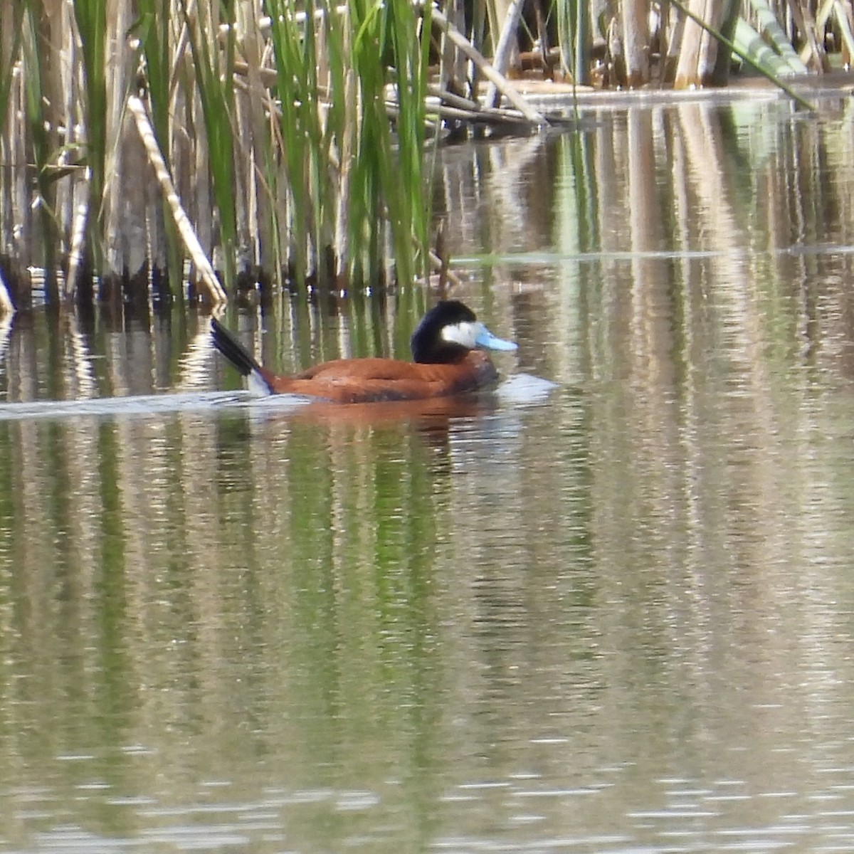 Ruddy Duck - ML619722437