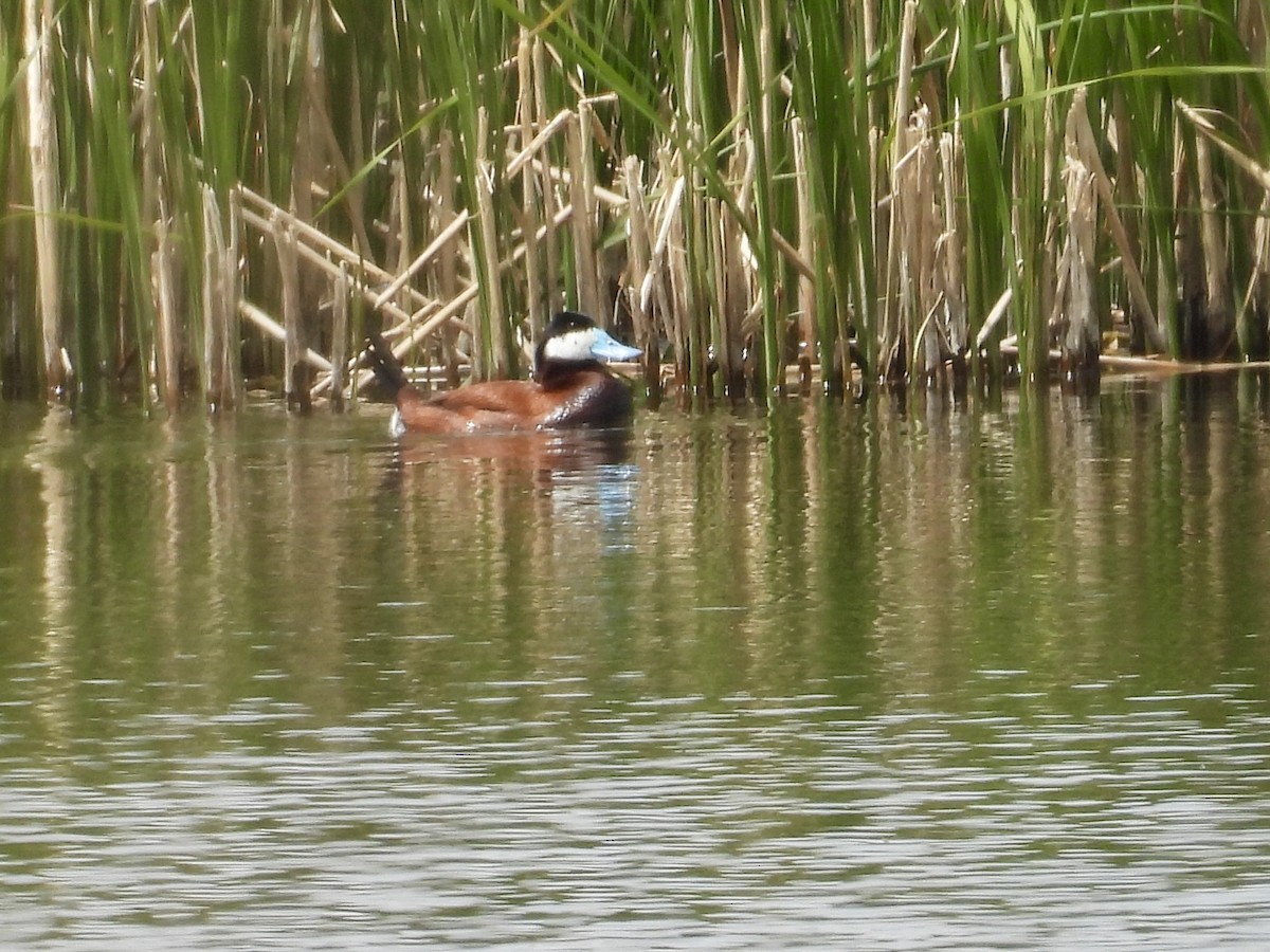 Ruddy Duck - ML619722438