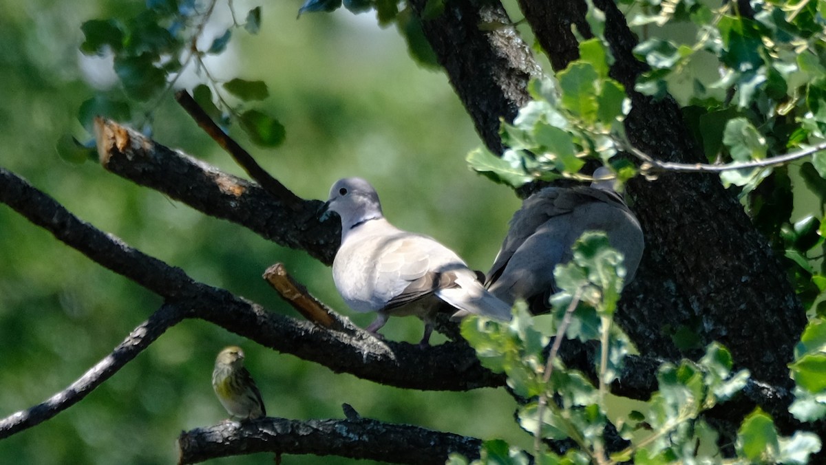 Eurasian Collared-Dove - ML619722440
