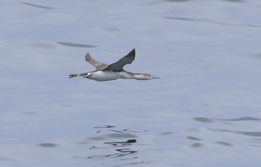 Red-throated Loon - ML619722457