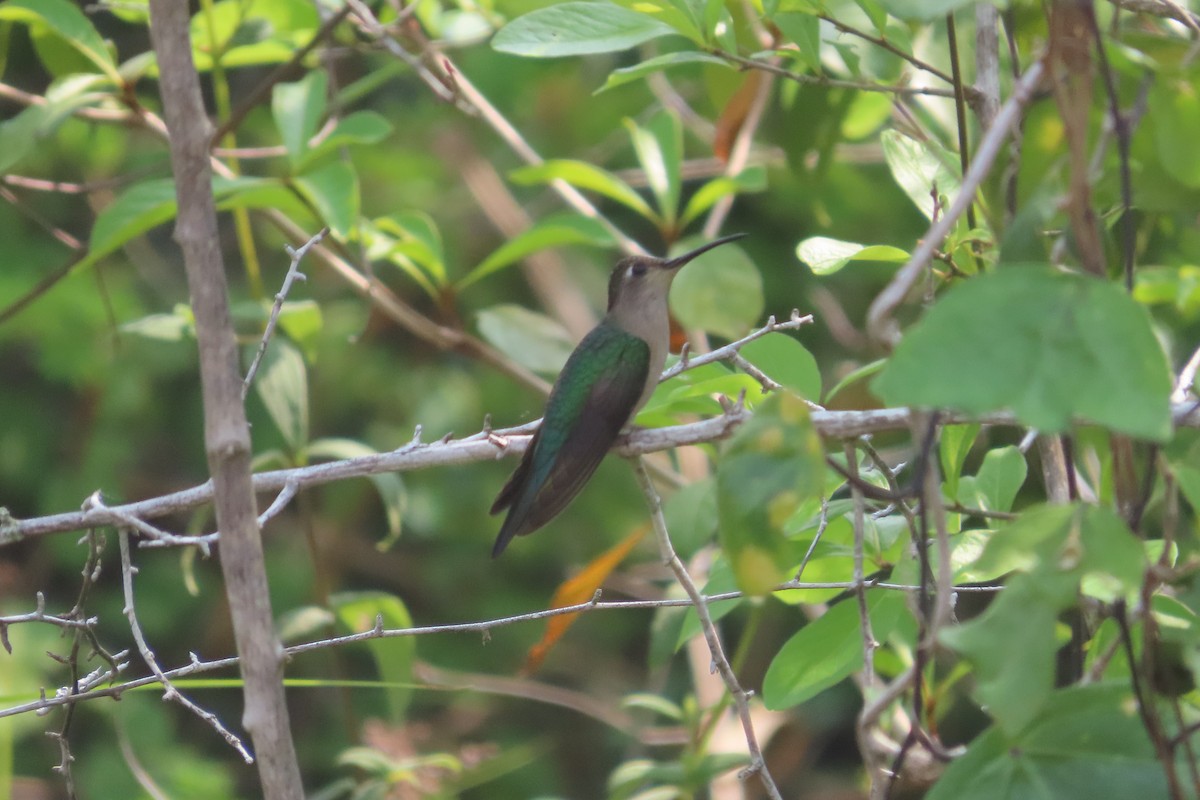 kolibřík klínoocasý - ML619722461