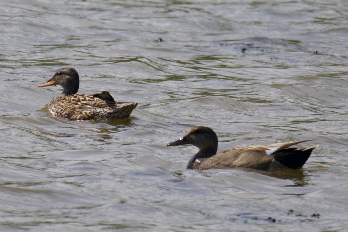 Gadwall - ML619722492